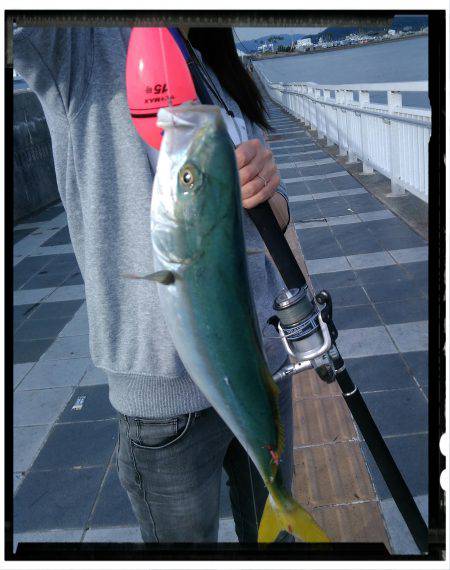 マリーナシティ大波止釣行