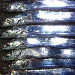 阿南市の椿泊でタチウオ好調