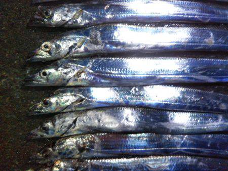 阿南市の椿泊でタチウオ好調