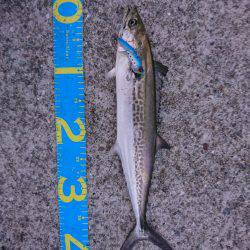 やっとハマチ！