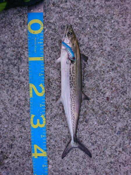 やっとハマチ！