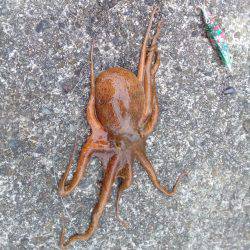 荒天でもタコが釣れる、この場所最高！