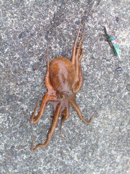 荒天でもタコが釣れる、この場所最高！