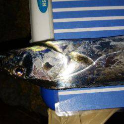 ジグサビキとワインド