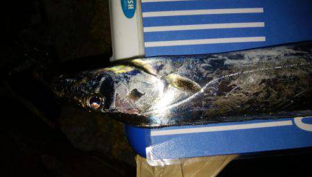 ジグサビキとワインド