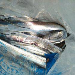 太刀魚テンヤ釣れてます。