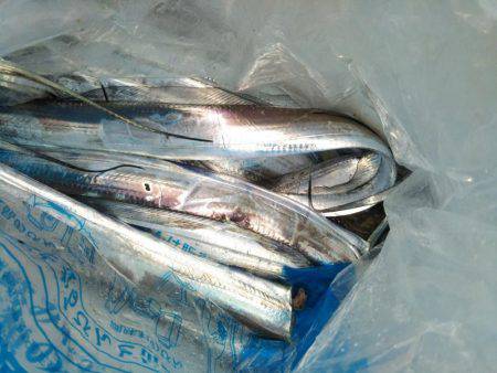 太刀魚テンヤ釣れてます。