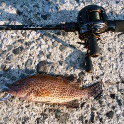 エギングとロックフィッシュ