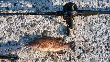 エギングとロックフィッシュ