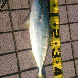 ハマチ大ボイル!!