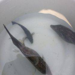 ウマヅラカワハギング