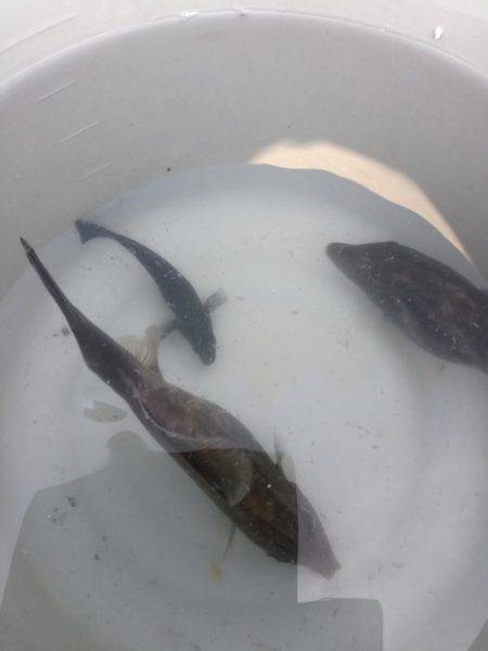 ウマヅラカワハギング