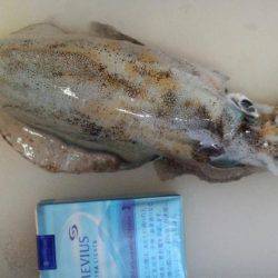 今年はアオリイカ少ない？