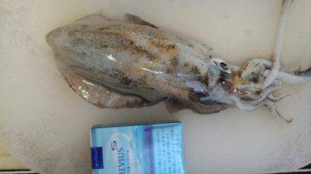 今年はアオリイカ少ない？