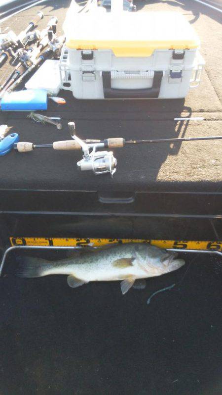 秋パターン調査