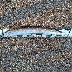 太刀魚、釣ってアンチエイジング！！