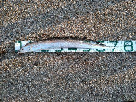 太刀魚、釣ってアンチエイジング！！