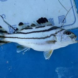 落とし込みでキビレ37cm