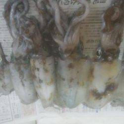 アオリイカ釣れました！