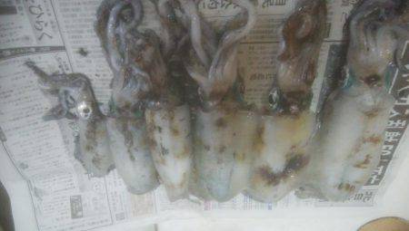 アオリイカ釣れました！