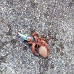 二刀流発揮？タコとアオリイカが釣れました。