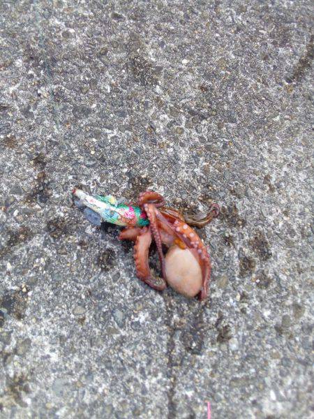 二刀流発揮？タコとアオリイカが釣れました。