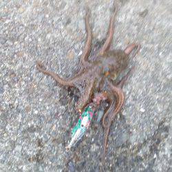 あぁっ、アオリが続かない❗