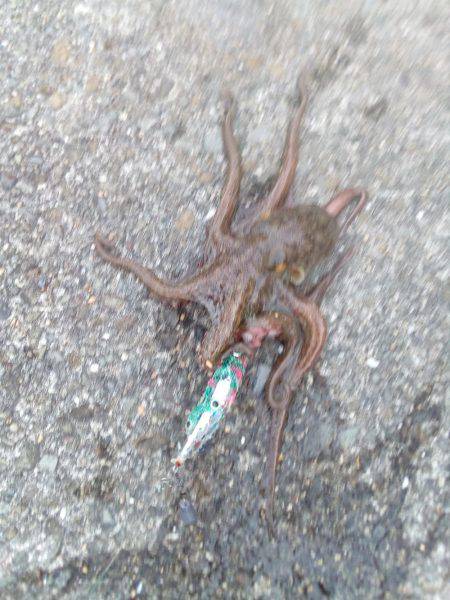 あぁっ、アオリが続かない❗