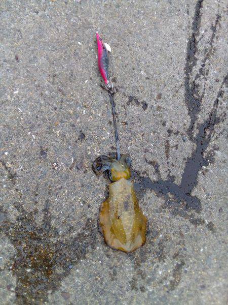 二回目の出陣、アオリイカ釣れました。