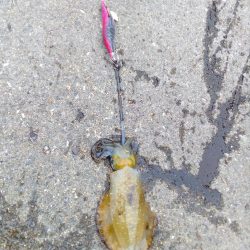 アオリイカ、今シーズンまだ二桁行かないよう‼