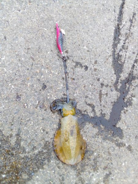 アオリイカ、今シーズンまだ二桁行かないよう‼