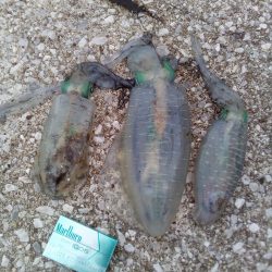 アオリイカ釣れる、釣れる!