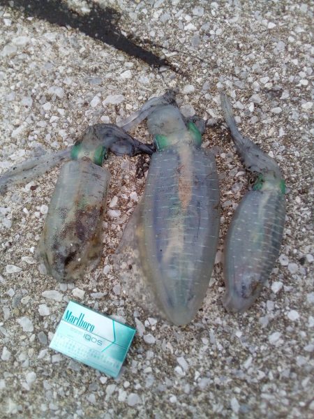 アオリイカ釣れる、釣れる!