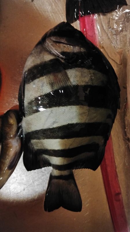 城ケ島へ初上陸！！