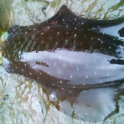 長雨で、うねり濁り～！