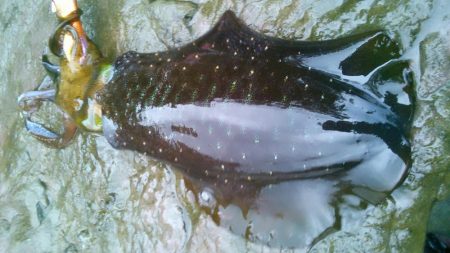 長雨で、うねり濁り～！