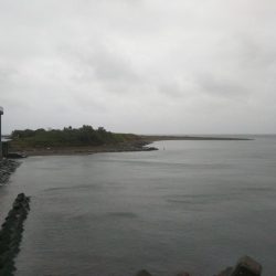 阿南市の那賀川河口でタチウオ