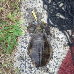 アオリイカエギング