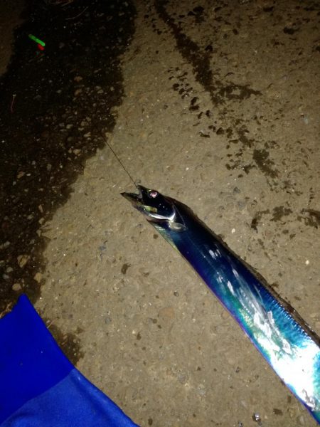 タチウオまずまず・・・