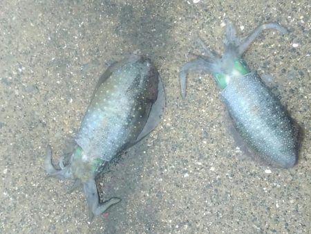 のんびりエギング