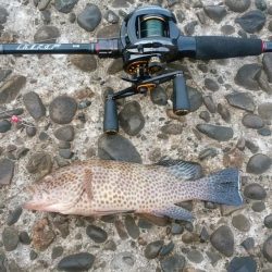 エギング＆ロックフィッシュ