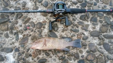 エギング＆ロックフィッシュ