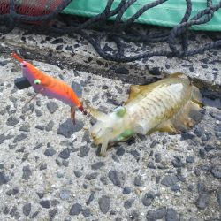 アオリイカエギング