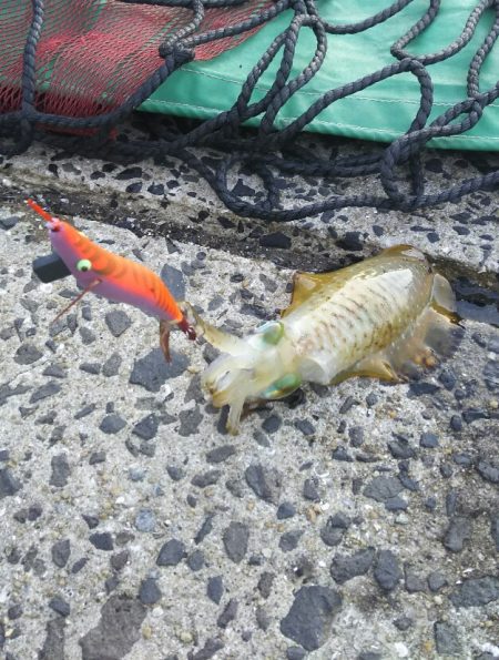 アオリイカエギング