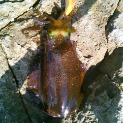 台風後なんとか？