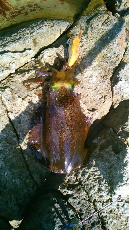 台風後なんとか？