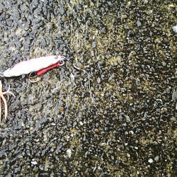 ジギングでサバ