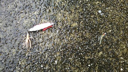 ジギングでサバ