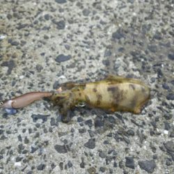 アオリイカエギング