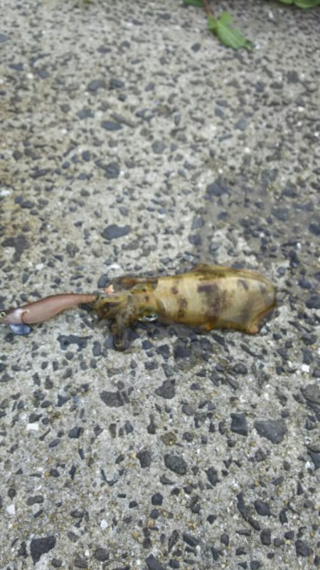 アオリイカエギング